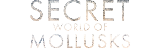 Secret World of Mollusks