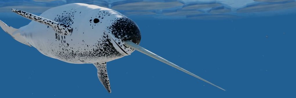 Narwhals&#44; Unicorns of the Sea&#58; When Myth Meets Reality