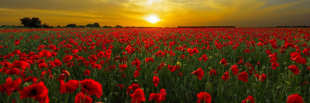 A History of Poppies&#58; How One Flower Advanced Medicine &#40;and Fueled the Opioid Epidemic&#41;