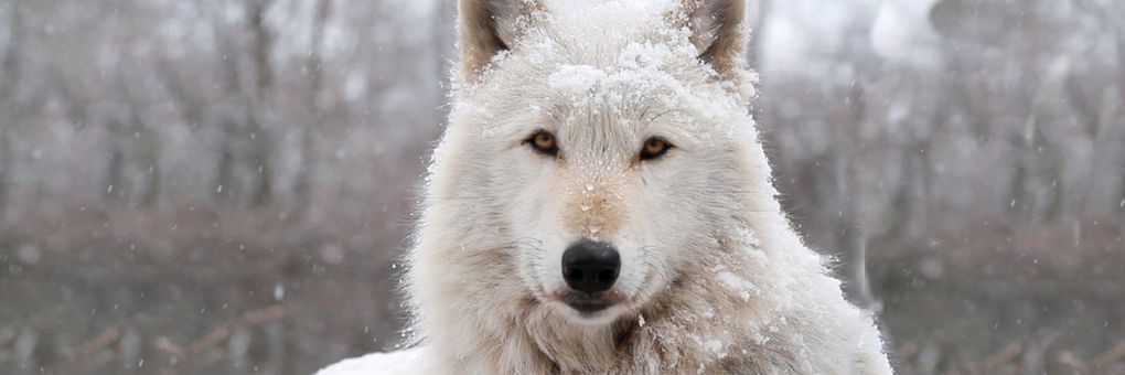 Pack Hunters of the Far North&#58; How Arctic Wolves Struggle to Survive and Thrive