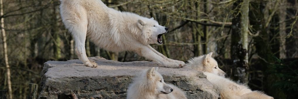 Pack Hunters of the Far North&#58; How Arctic Wolves Struggle to Survive and Thrive