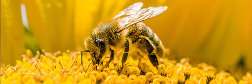 Lessons from the Hive&#58; The Strange and Fascinating World of Bees