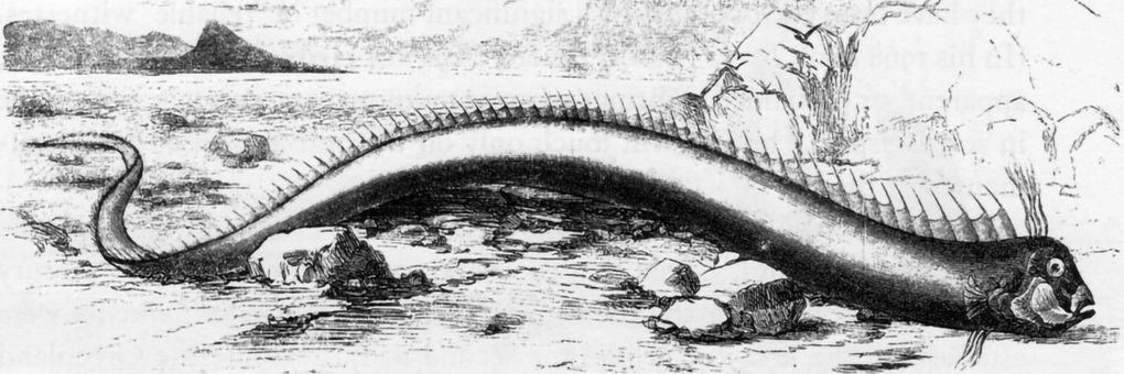 Top 4 Traits of a Modern Sea Monster