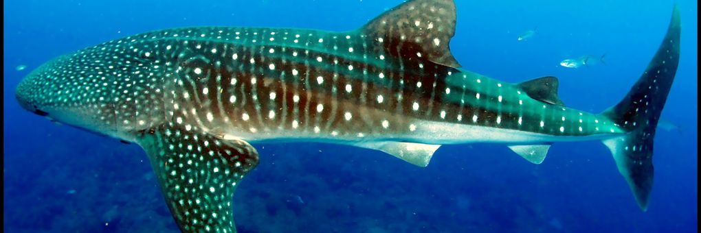 Whale Sharks&#58; Why the World&#39;s Biggest Fish is in a Struggle For Survival
