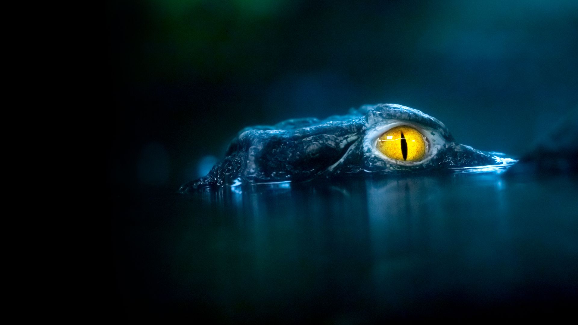 Lost River Predators
