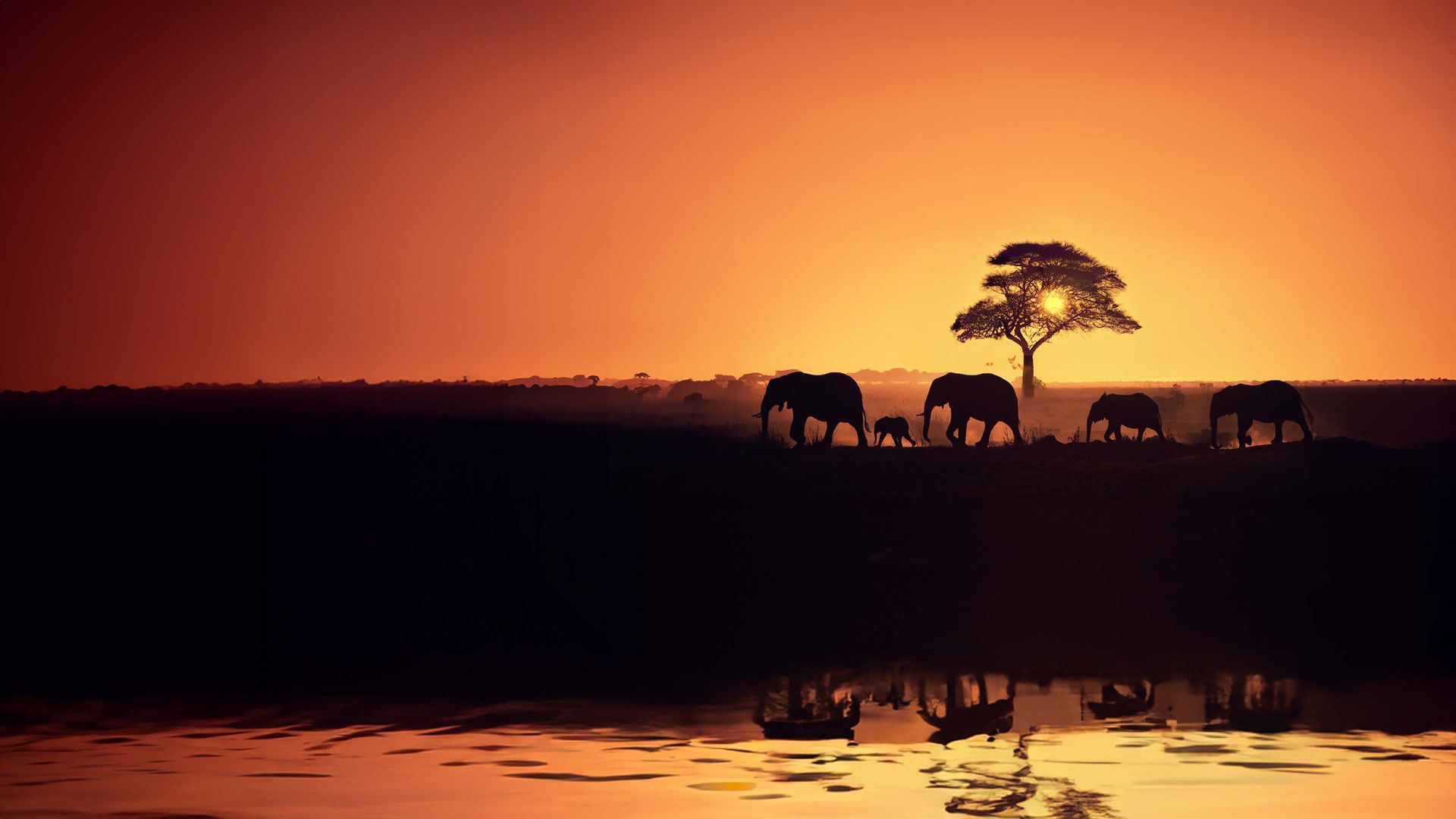 Life in the Animal Kingdom