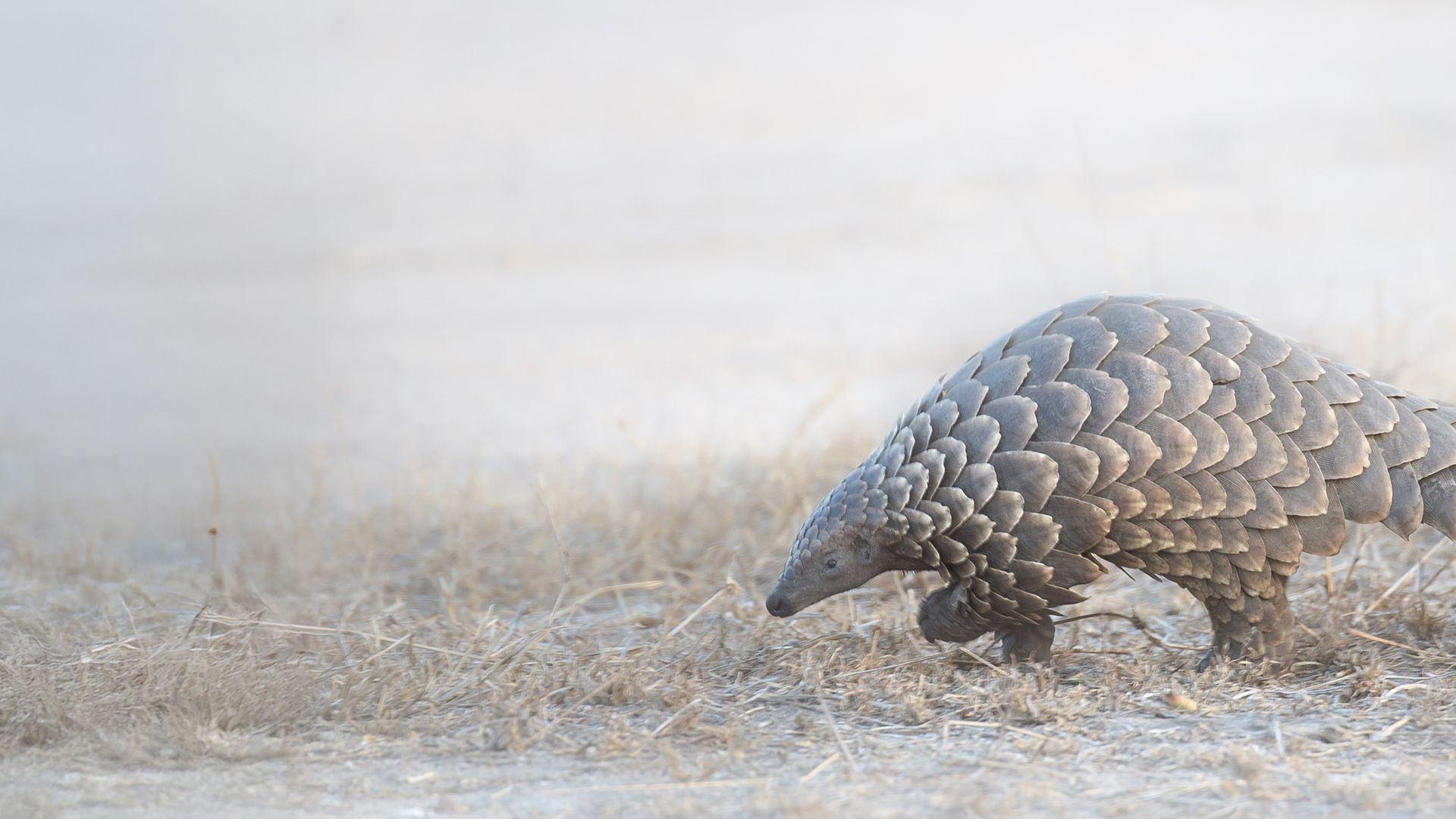 Survival of the Species