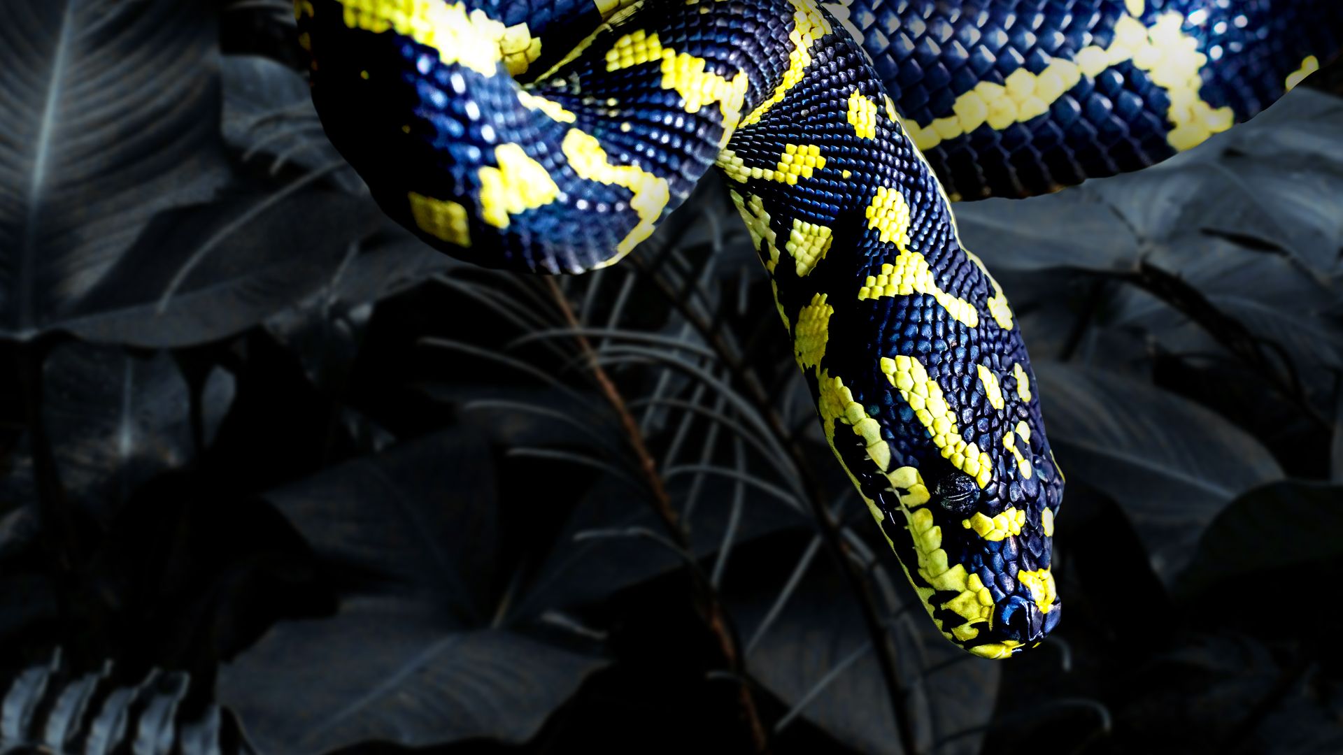 Secrets Of Wild Australia