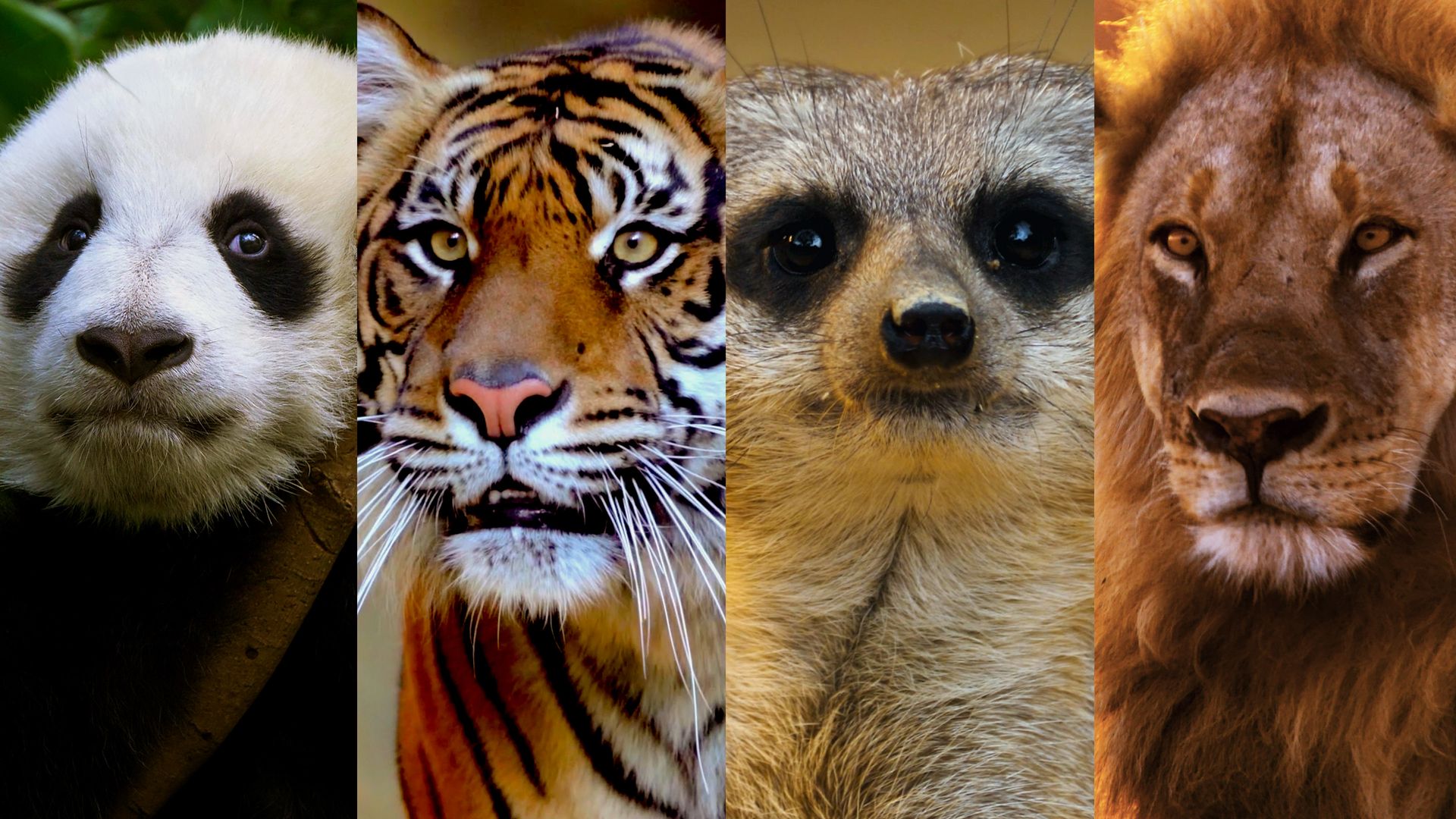Animals Like Us
