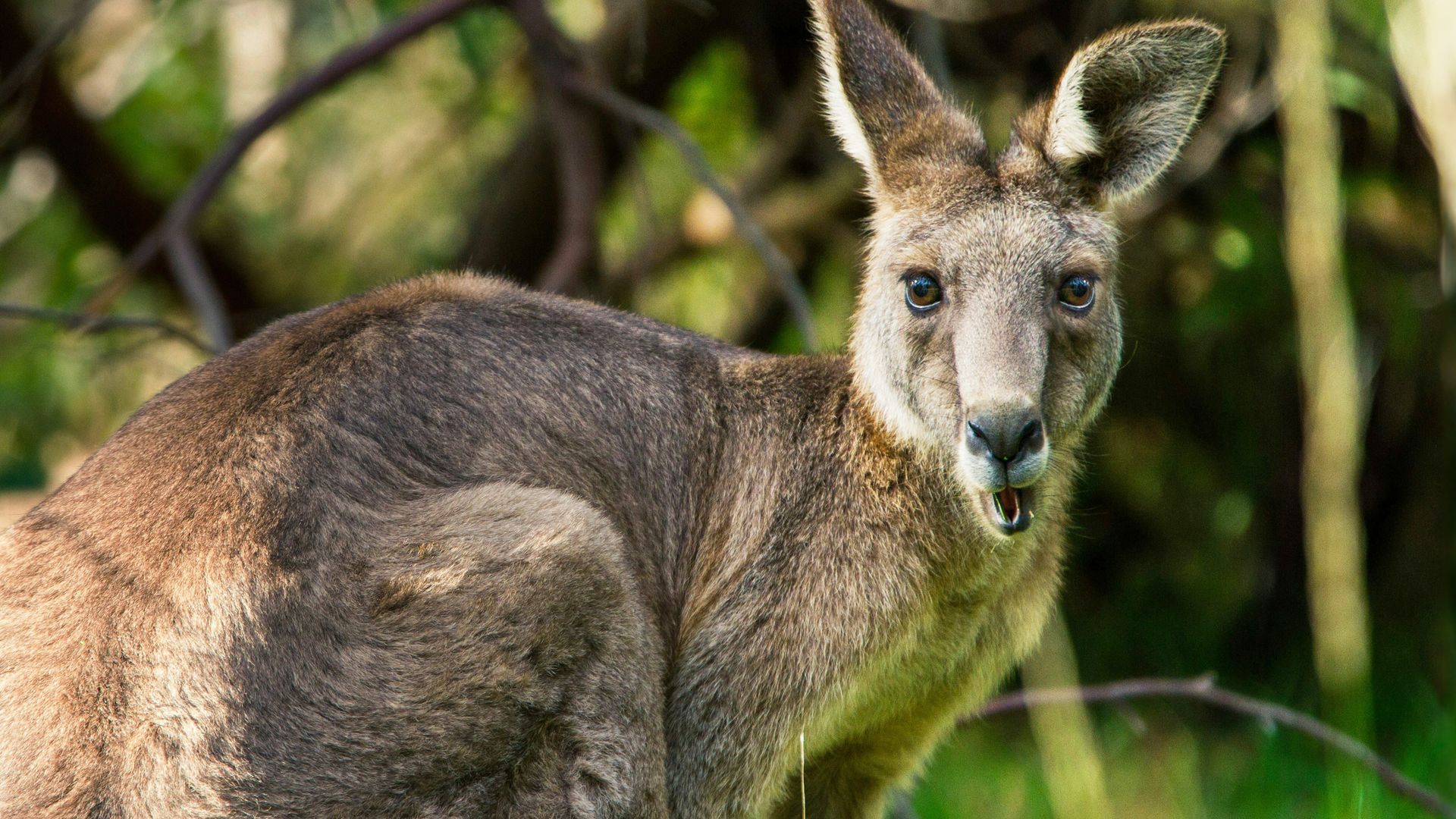 Secret Life of the Kangaroo
