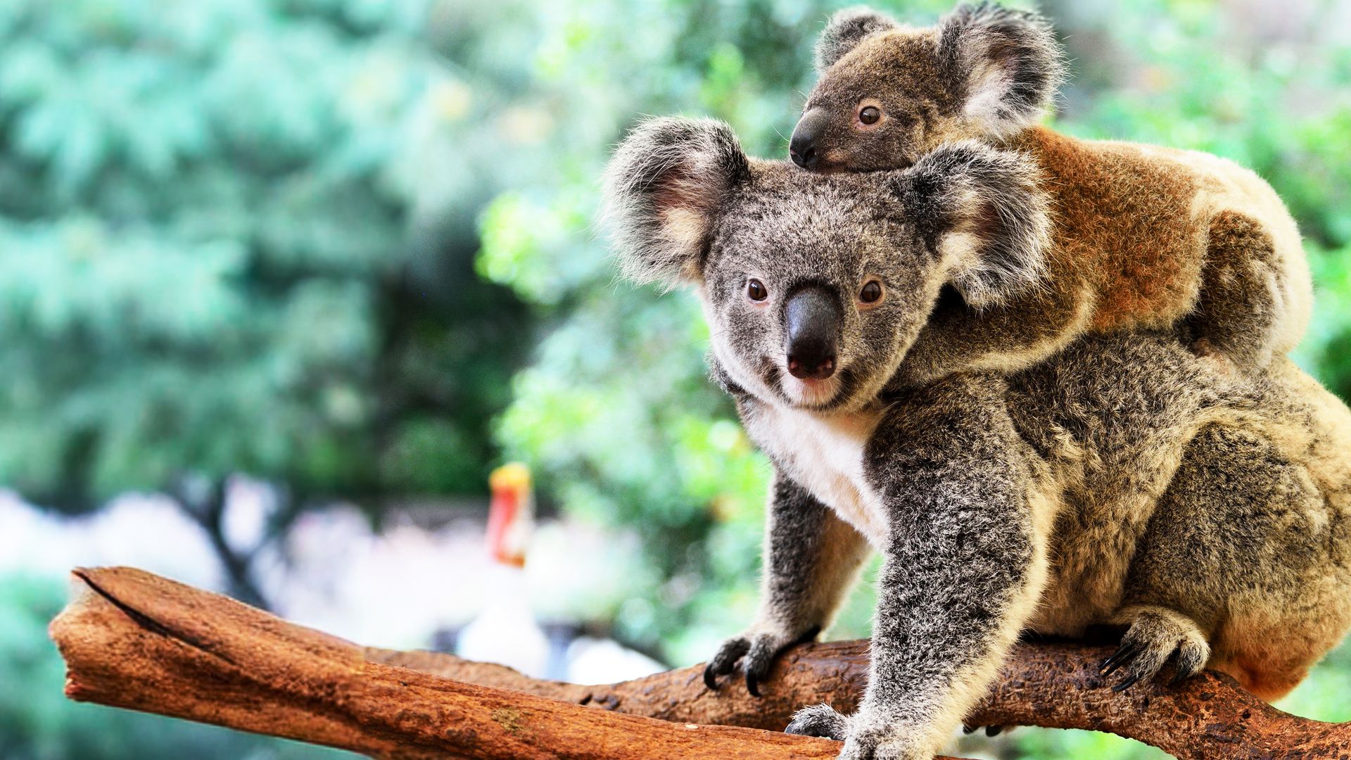 Secret Life of the Koala