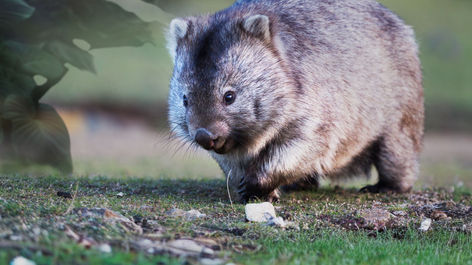 Secret Life of the Wombat