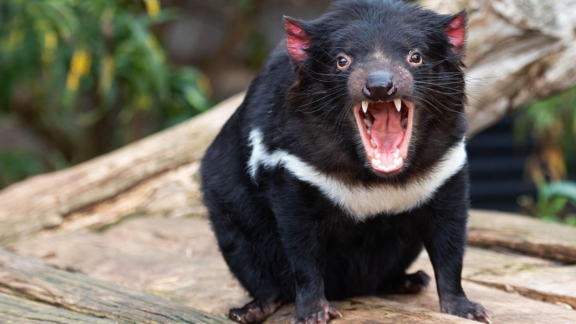 Secret Life of the Tasmanian Devil