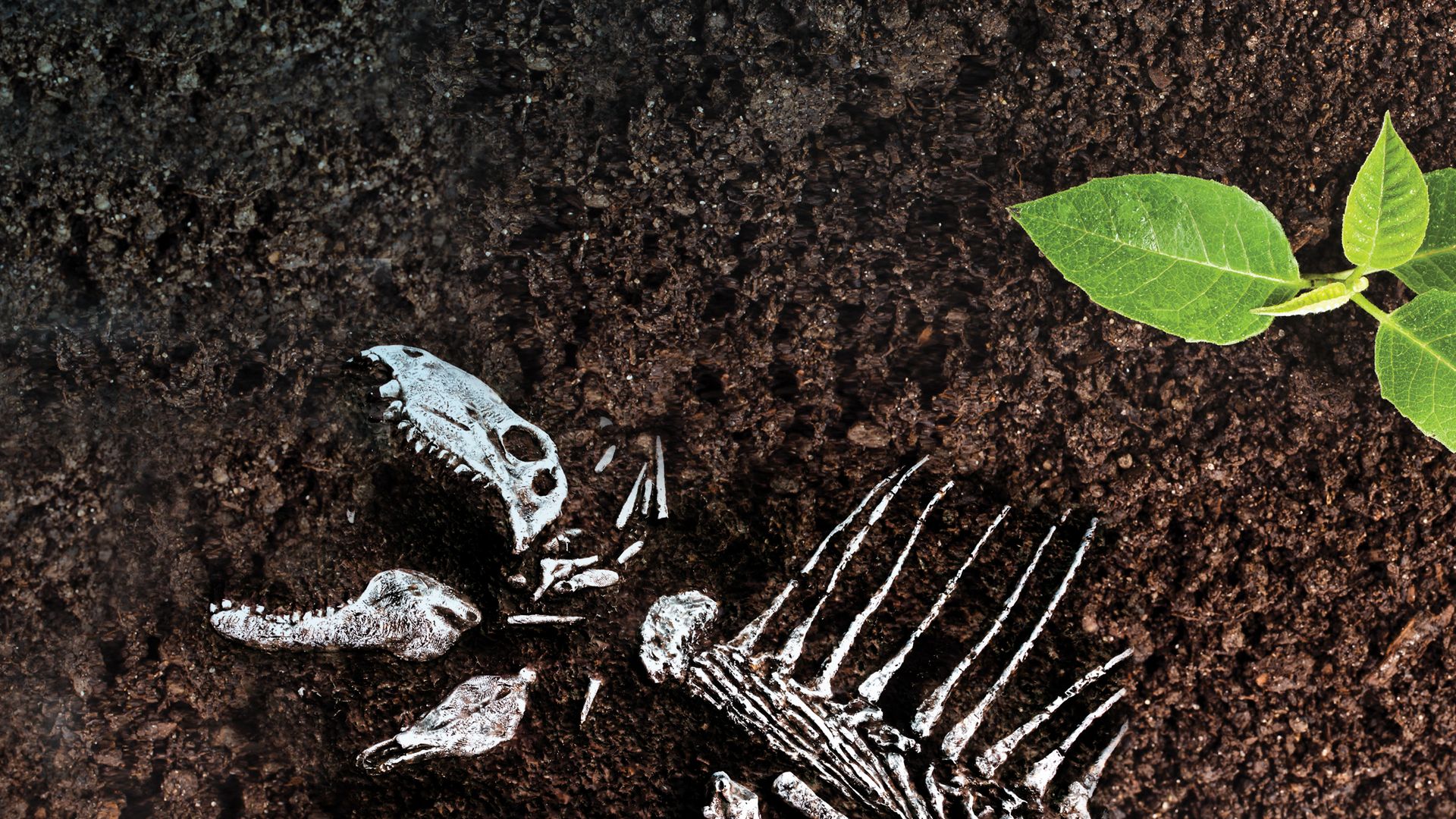Mysteries of Evolution