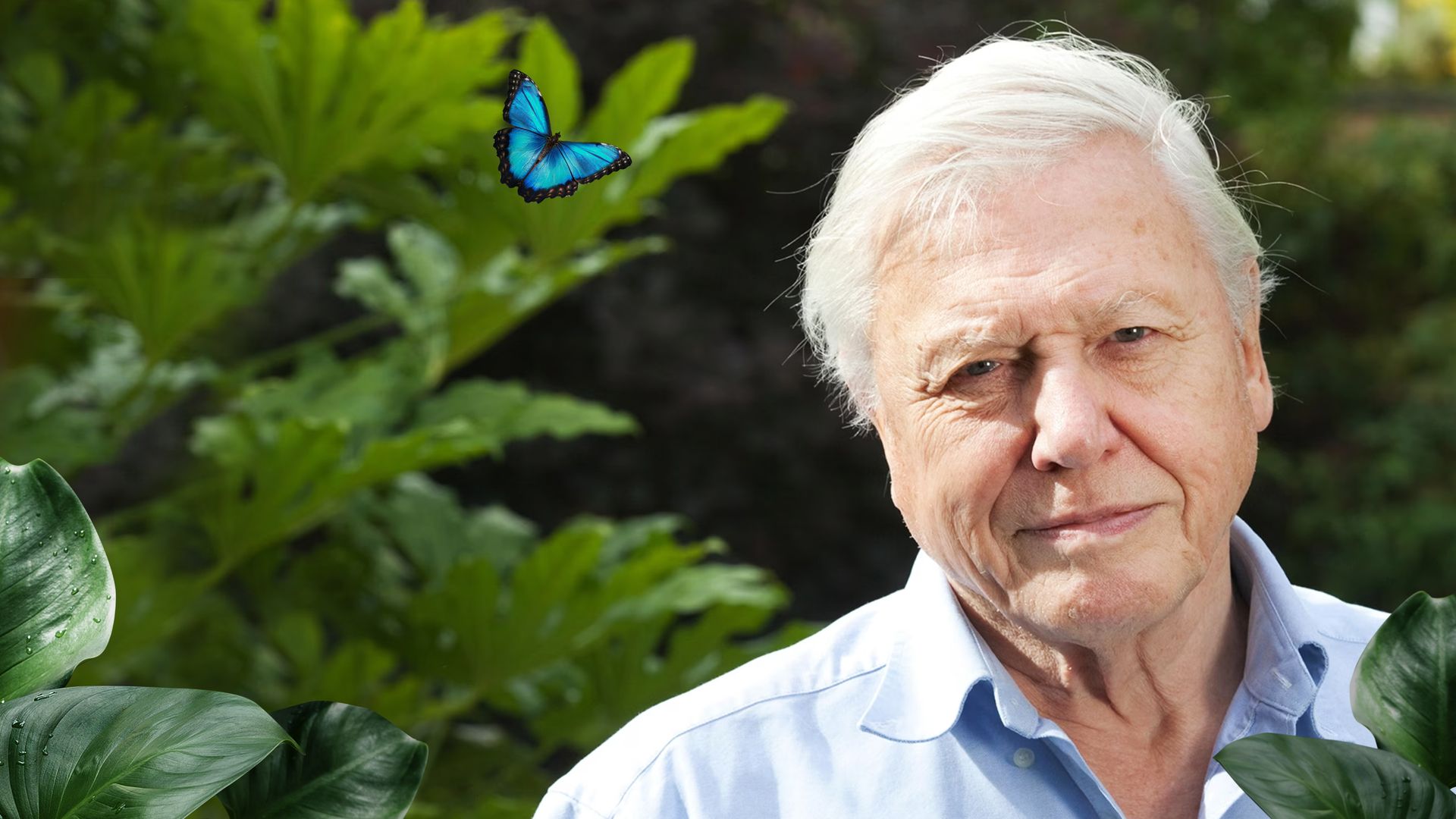 David Attenborough: A Life on Earth