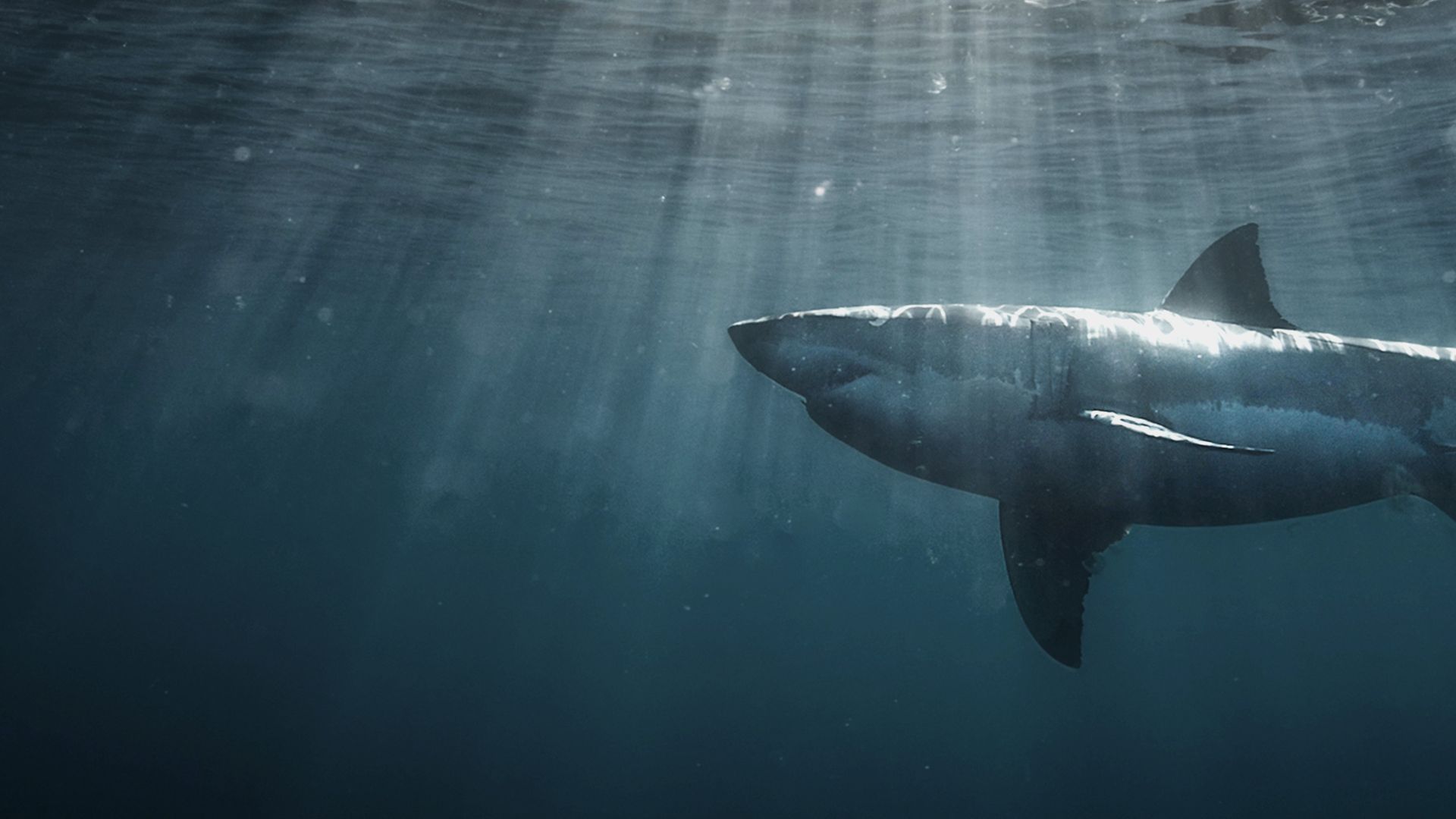 Secrets of the Great White Shark