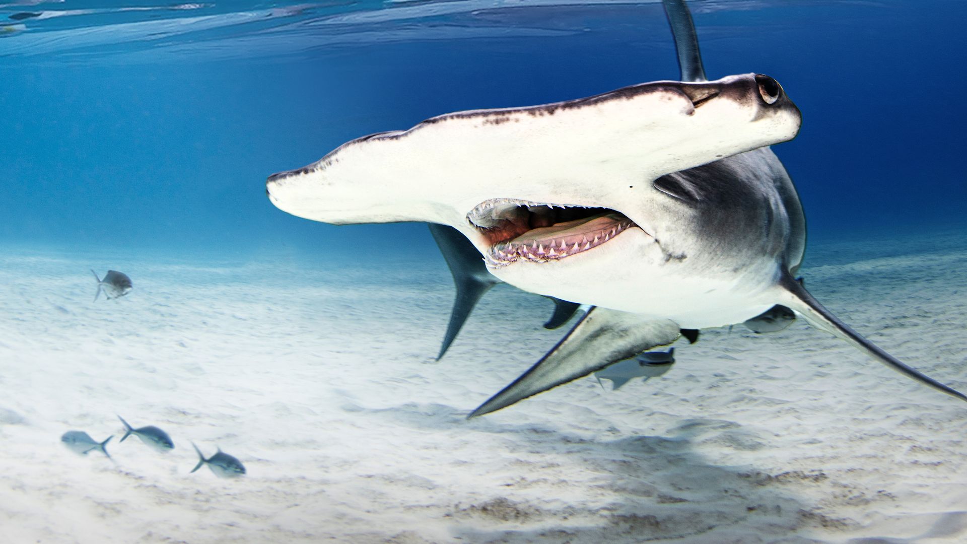 The Sharks of Polynesia