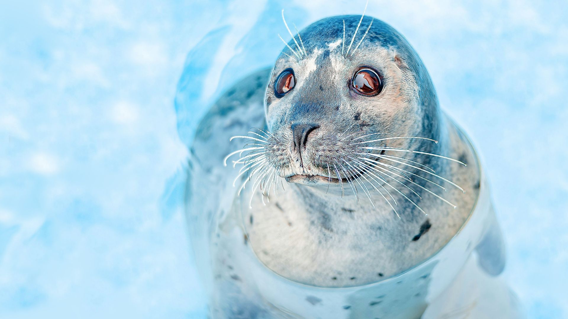 Seals: Clowns of the Sea