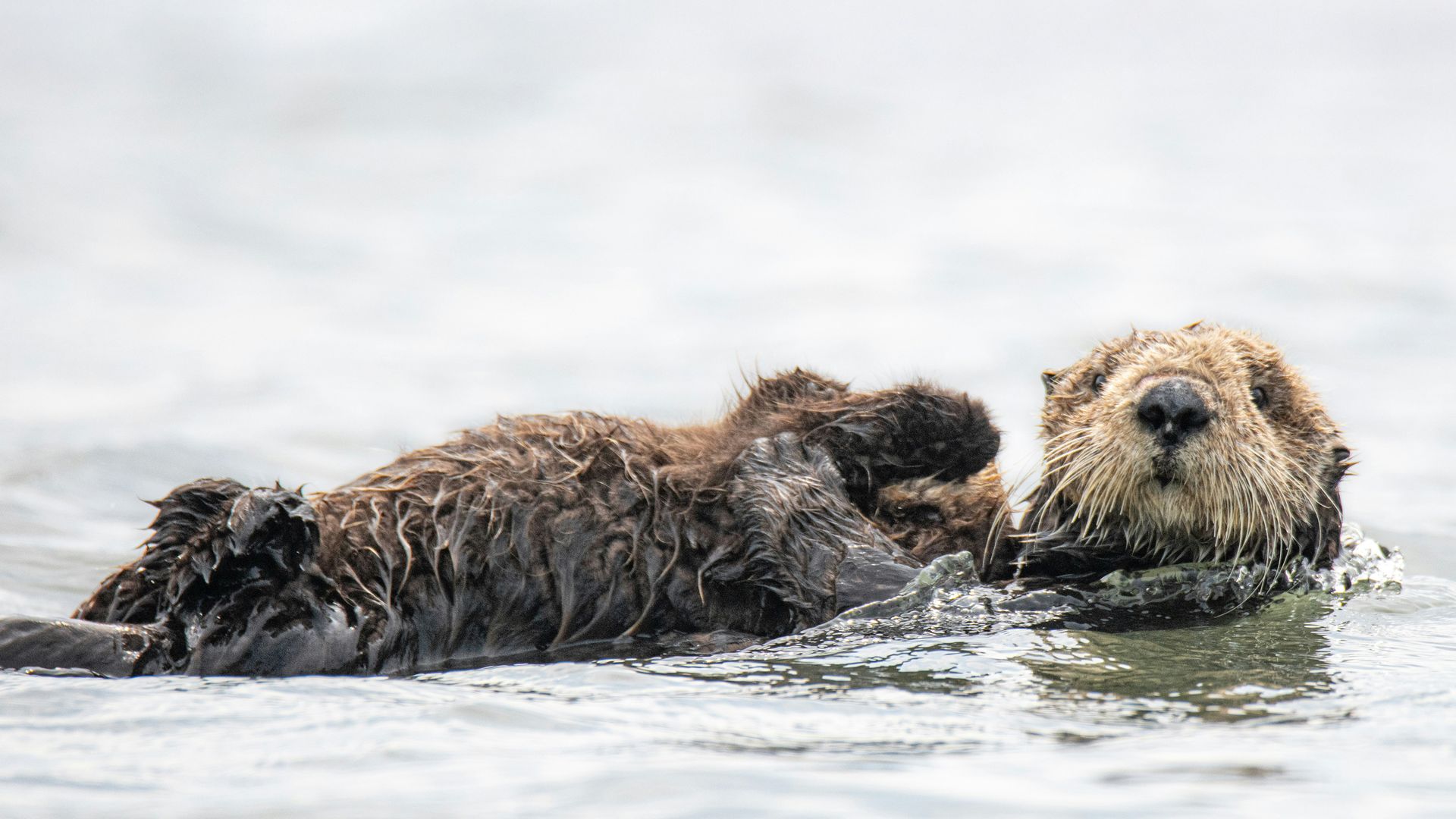 Seasons of the Otter