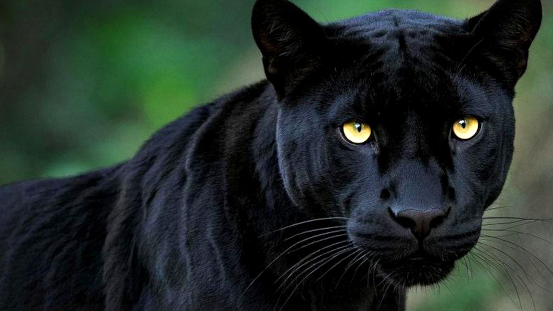 Panthera Britannia Declassified