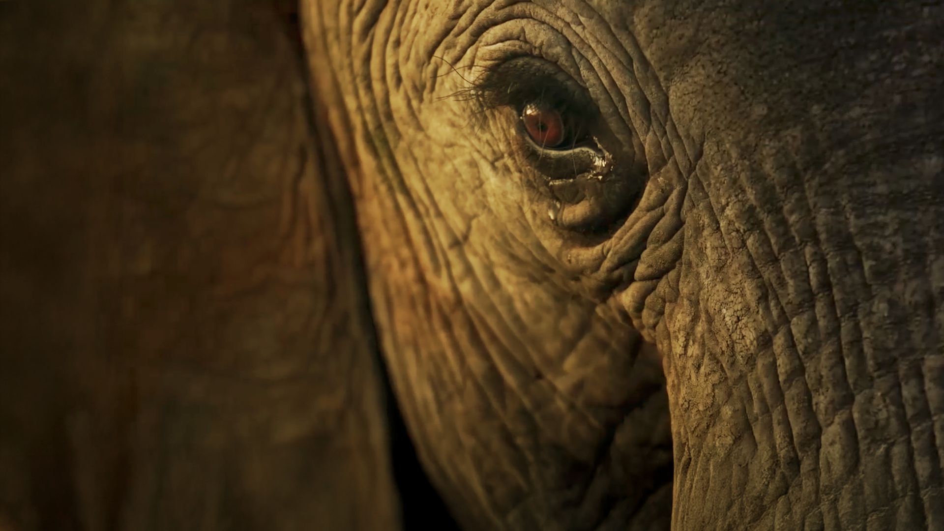 An Elephant Away