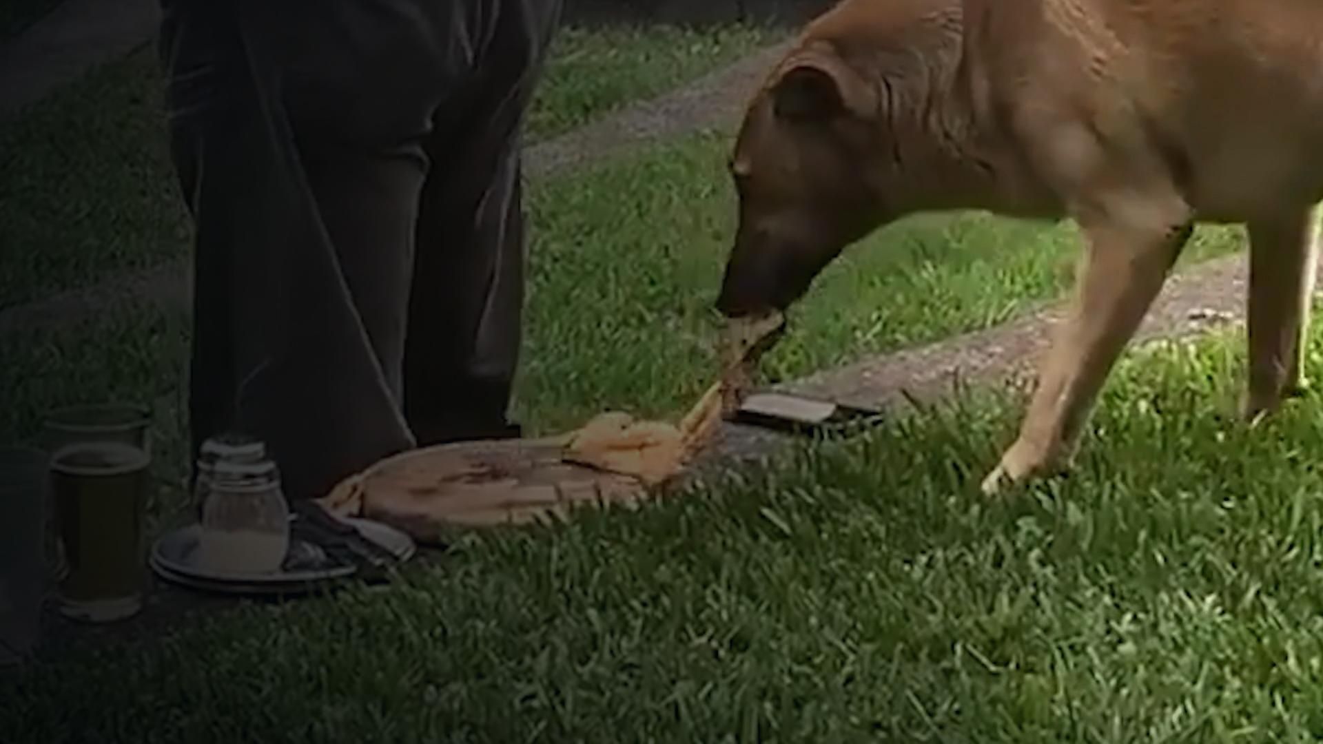 Dog Steals Pizza