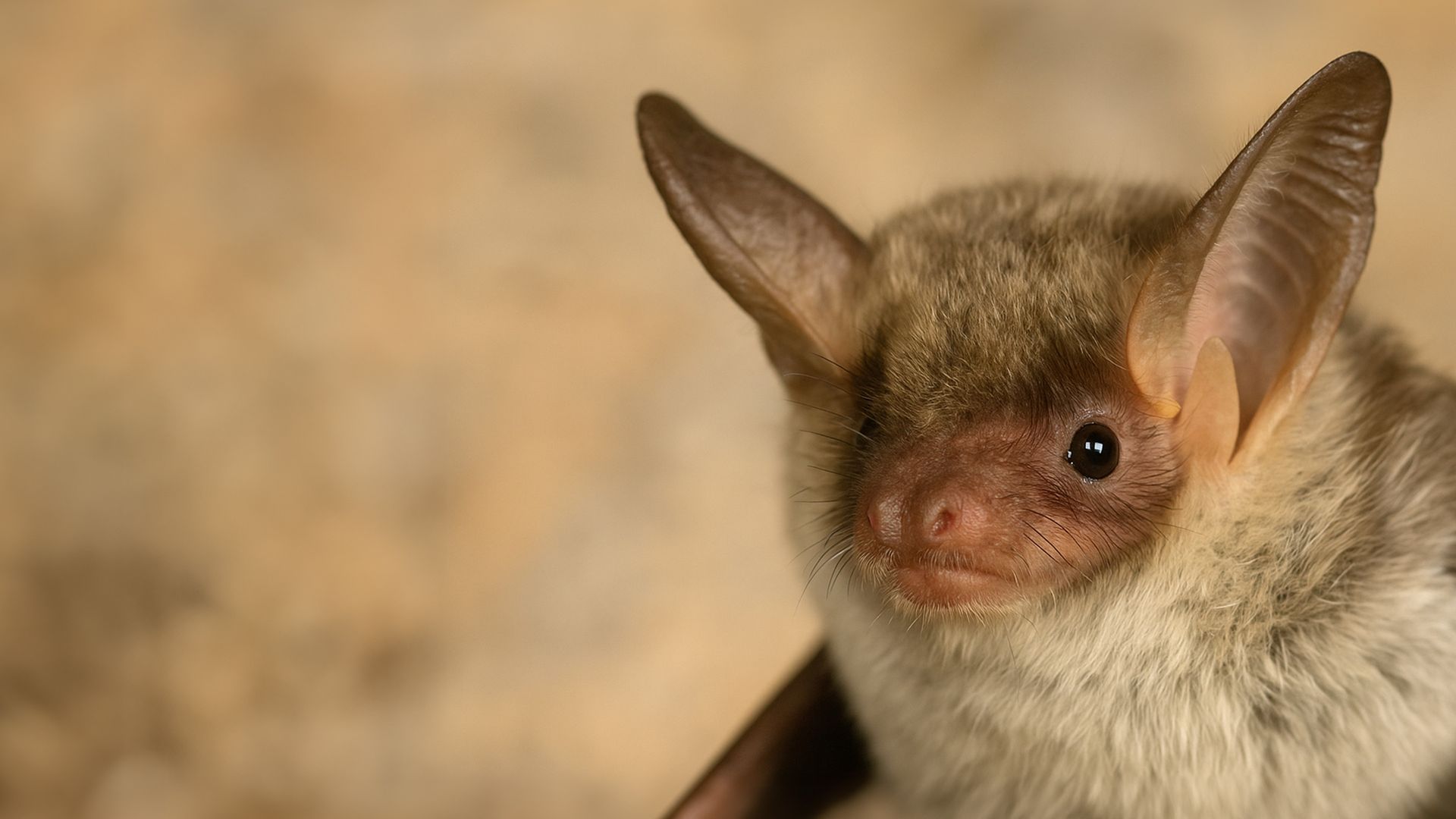 The Secret Life of Bats