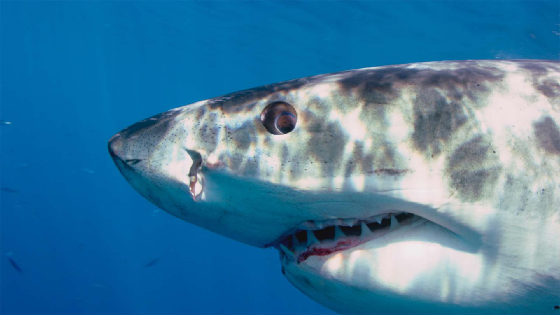 How Smart Are Sharks?