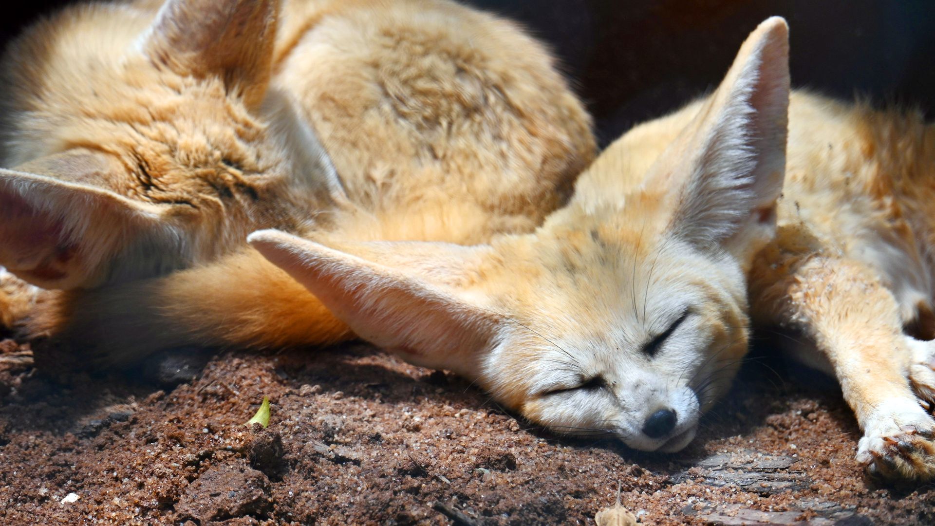 How the Wild Things Sleep