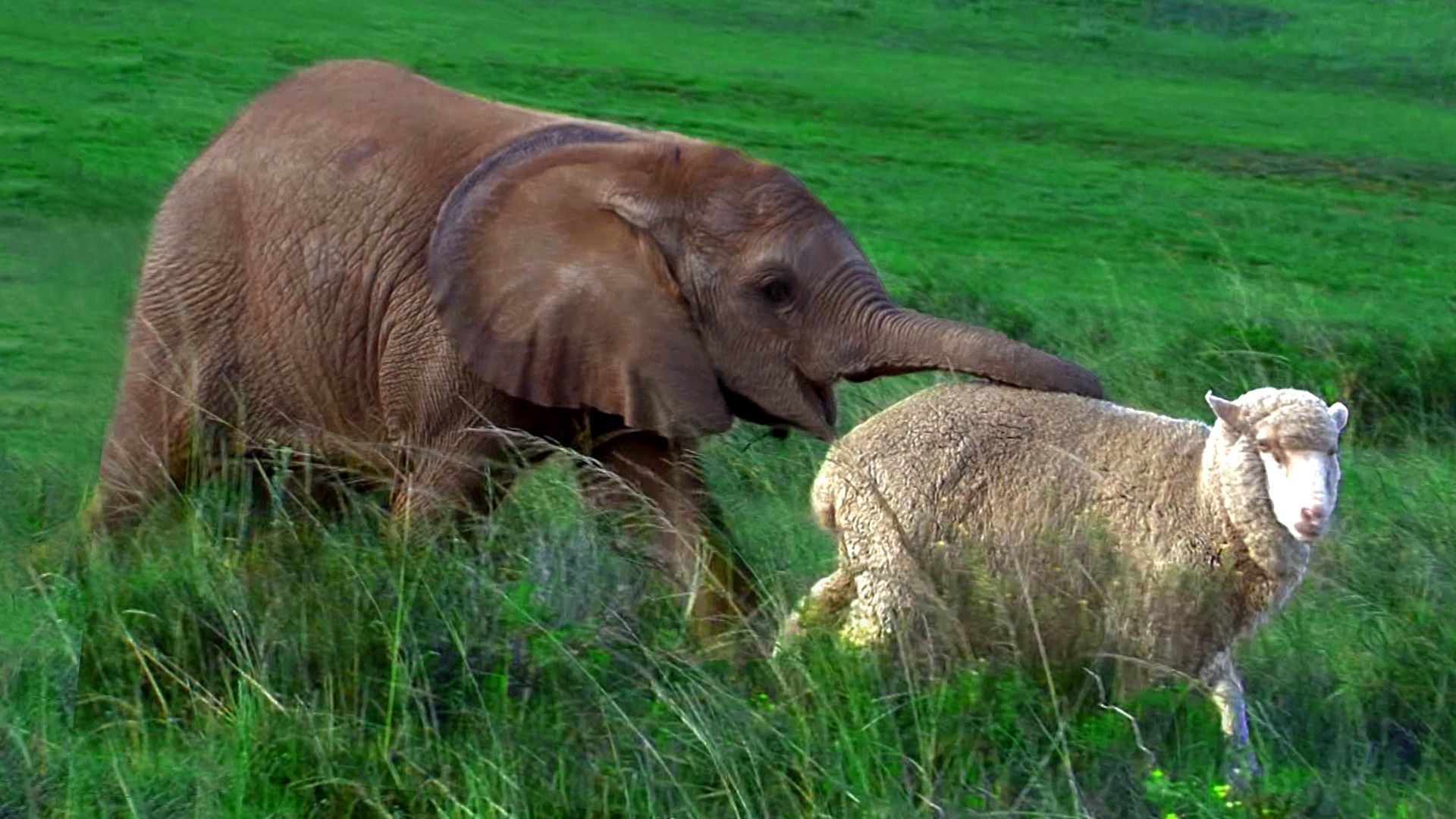Wild and Woolly: An Amazing Friendship Between Sheep and Elephant