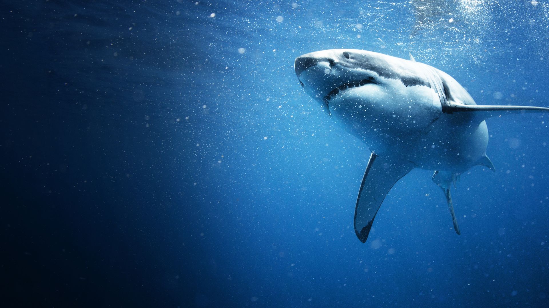 Diving With Sharks: The Ultimate Guide