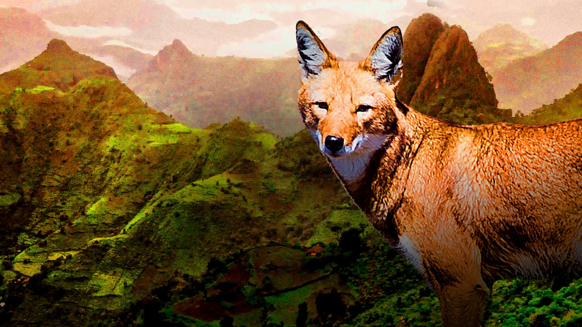 Megeti: Africa's Lost Wolf
