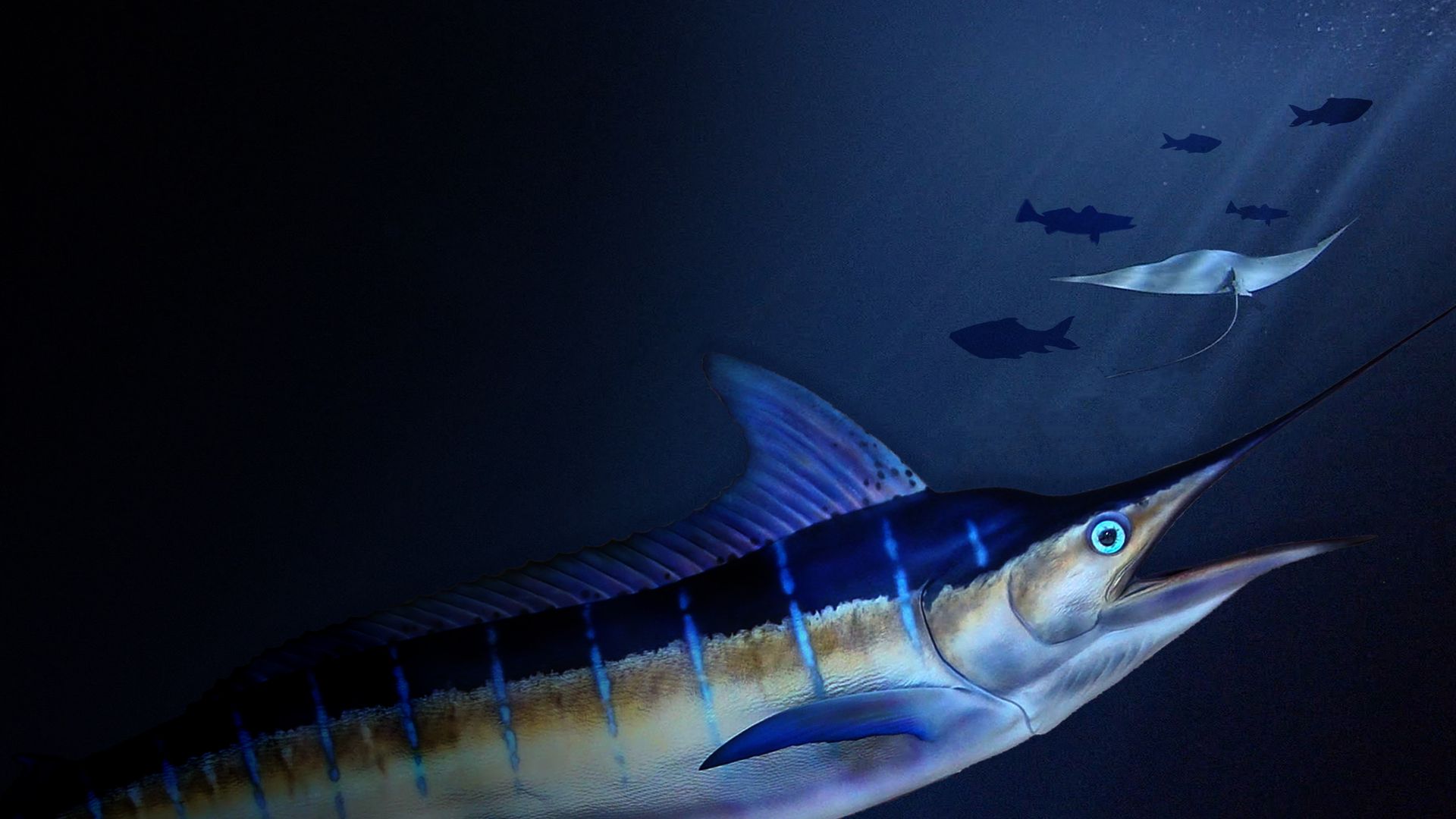 Billfish: Superfish with David Attenborough - Trailer
