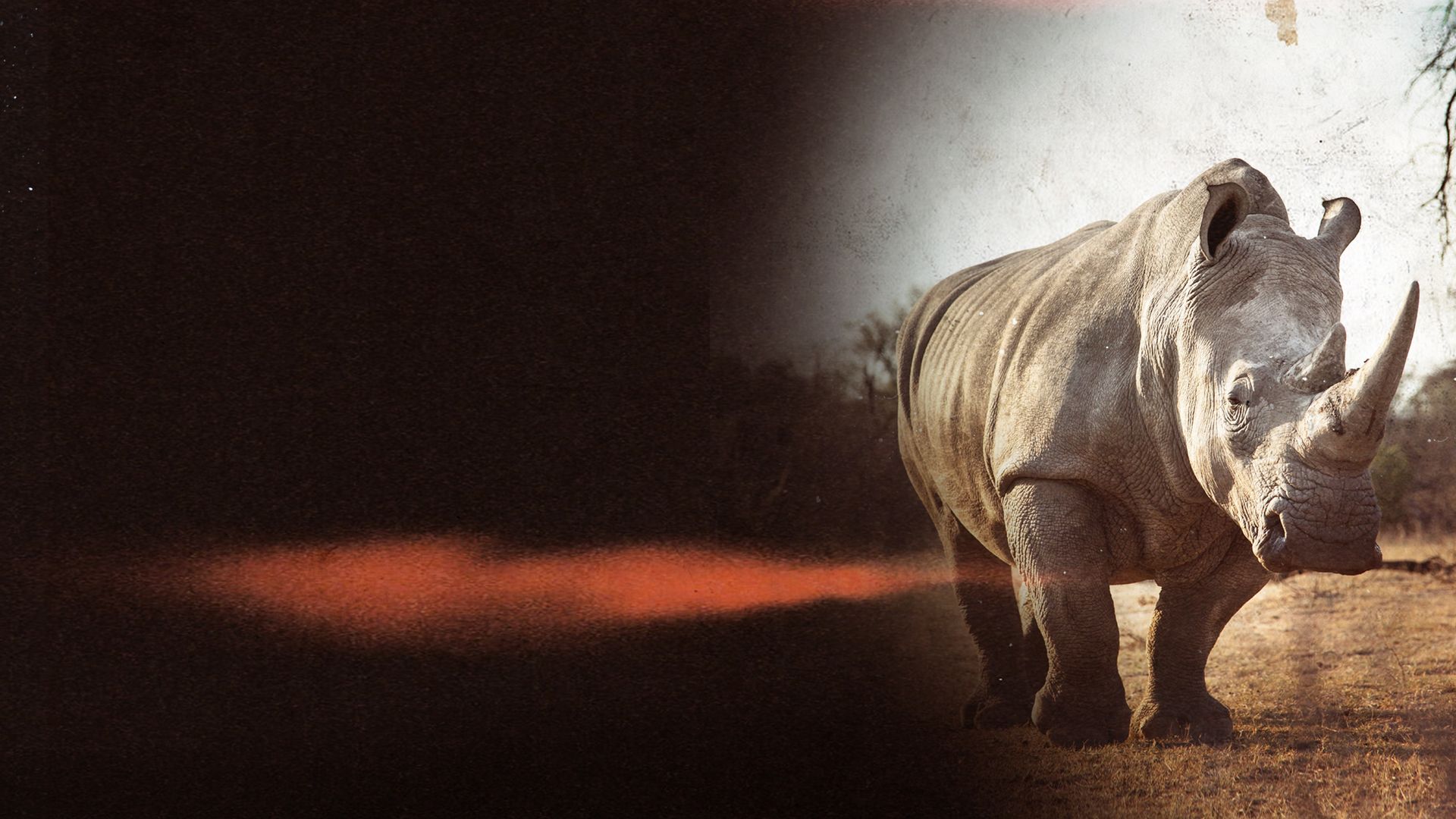 Return of the White Rhino