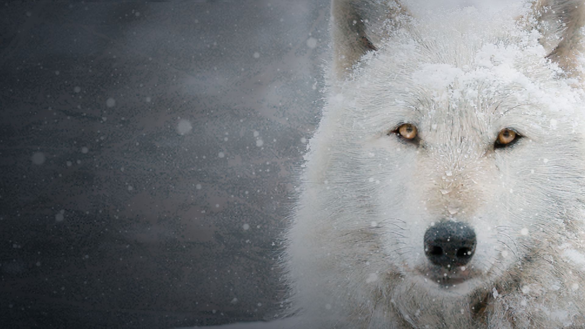 White Wolves: Ghosts of the Arctic 4K