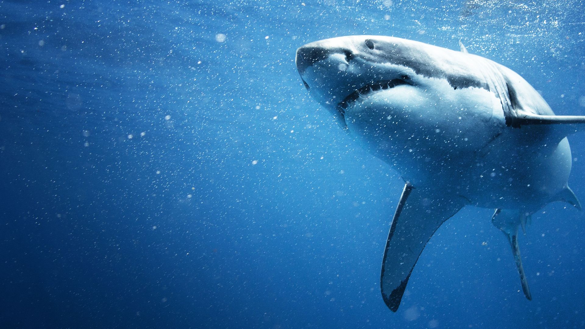 Buceando con Tiburones: la Guía Definitiva 