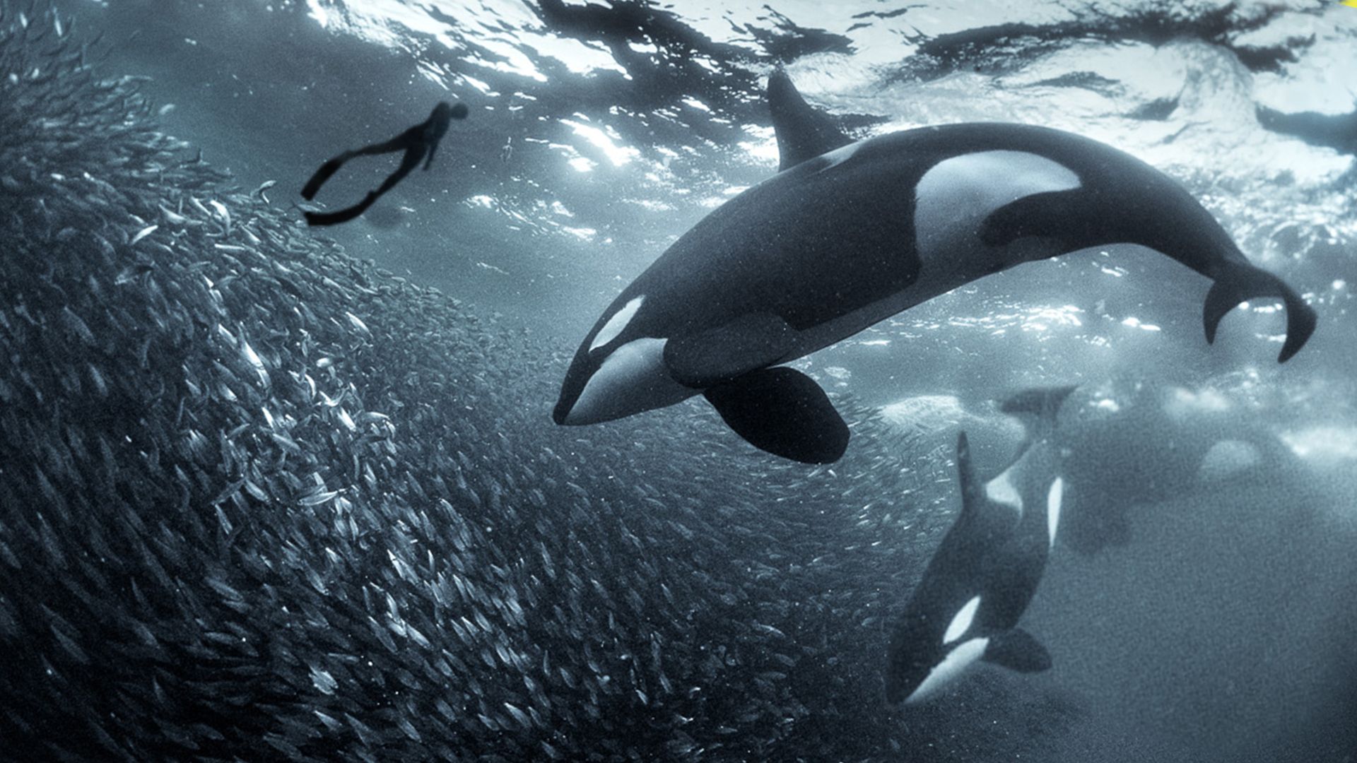 Free Diving With Killer Whales
