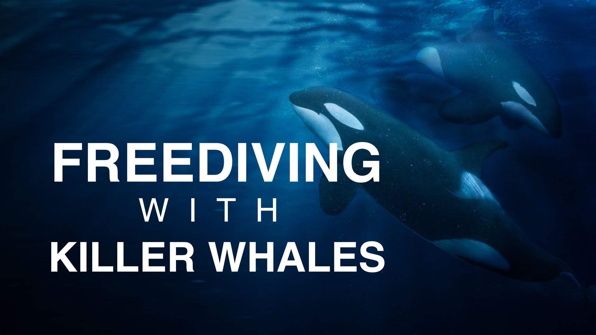 Free Diving With Killer Whales