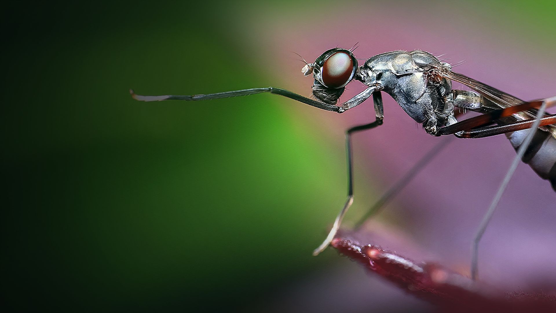 Green Tree Ants: Friend or Foe?