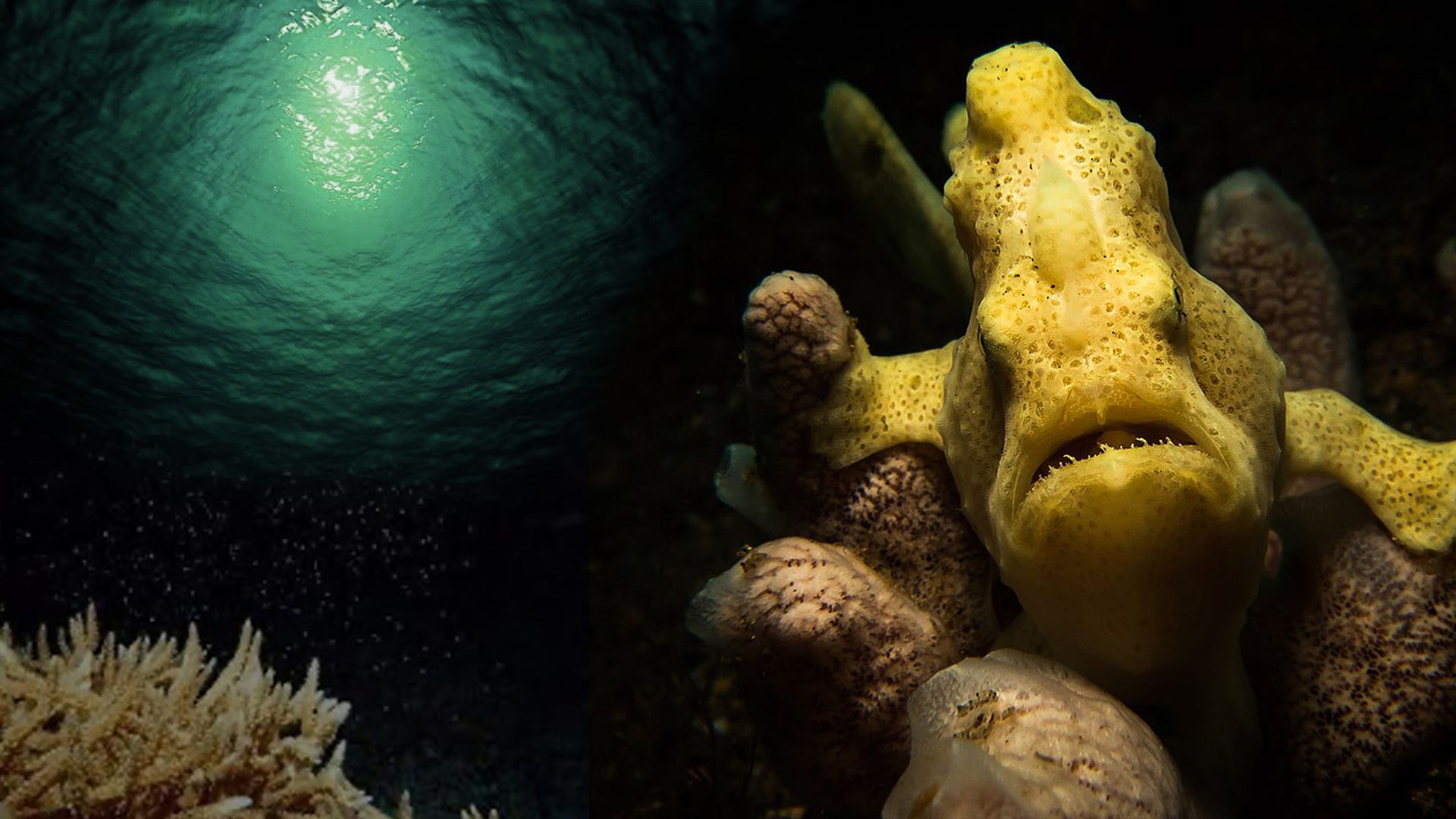 The Lembeh Strait Walking Fish