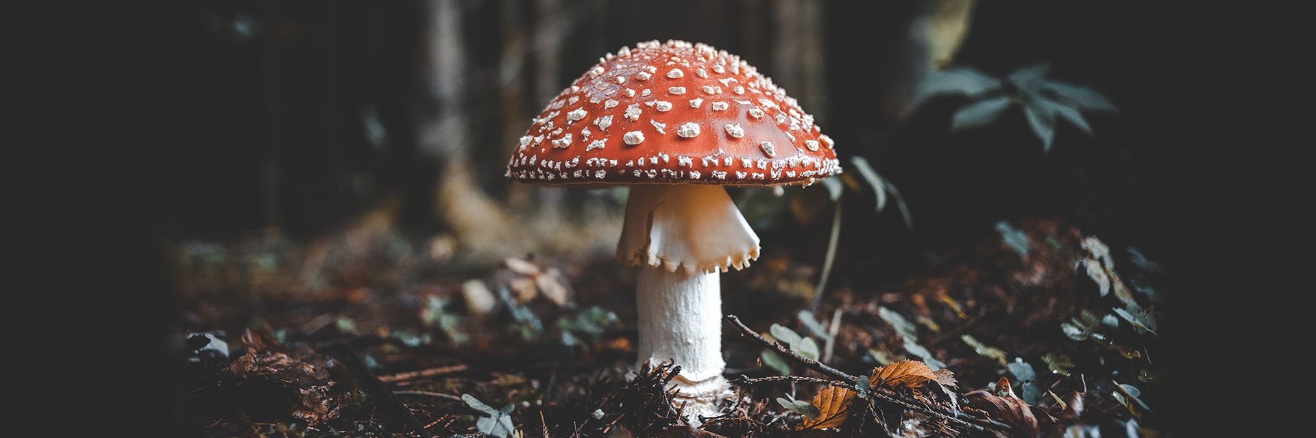 Could Mushrooms Save Humanity&#63; The Wondrous Powers and Potential of Fungi