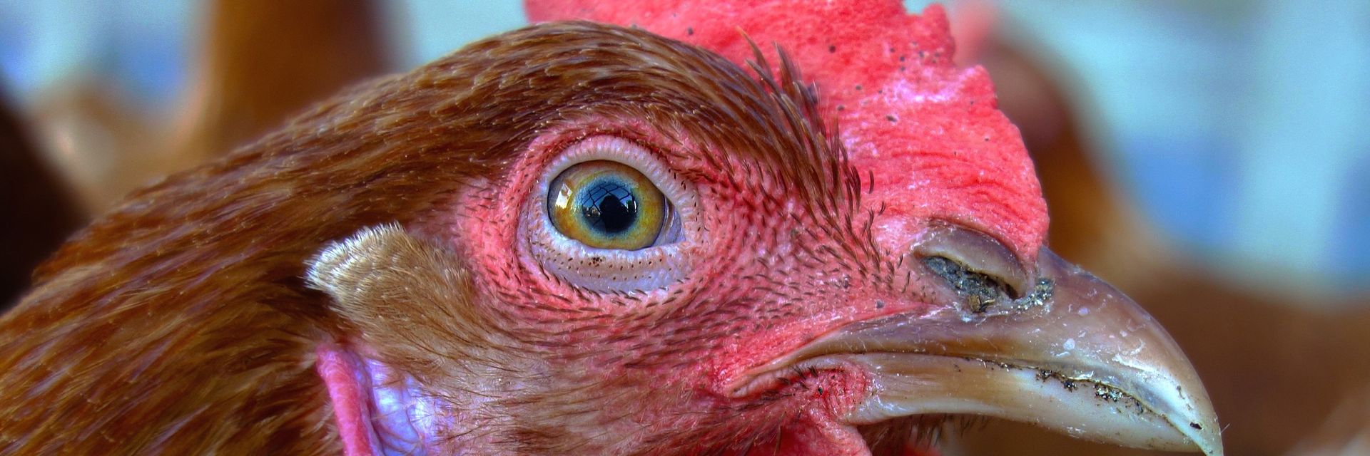 Hen Fever&#33; The Amazing Global History of Chickens