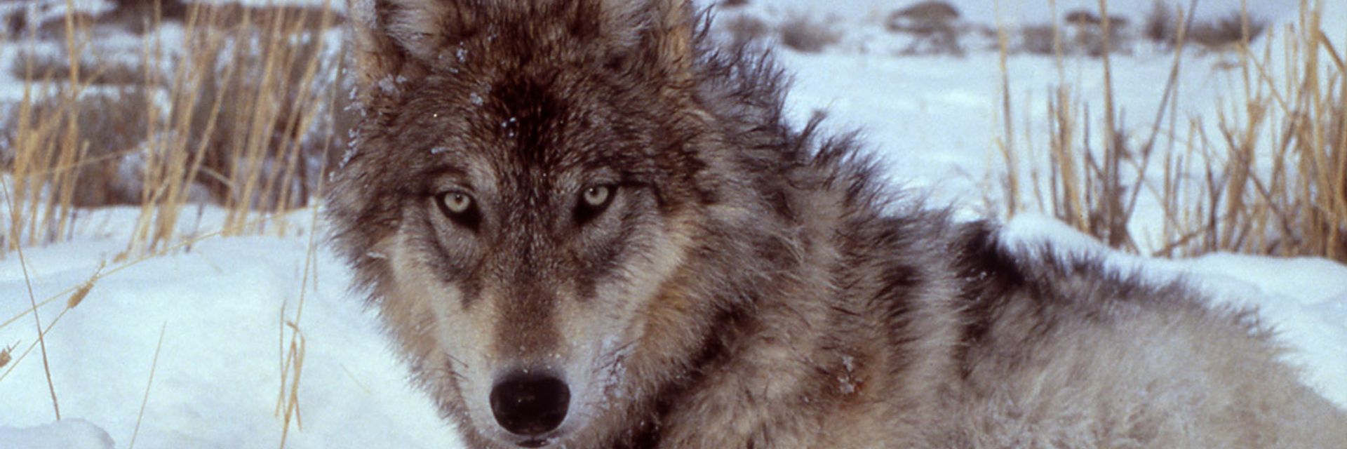 The Remarkable Return of the Wolf to Yellowstone National Park