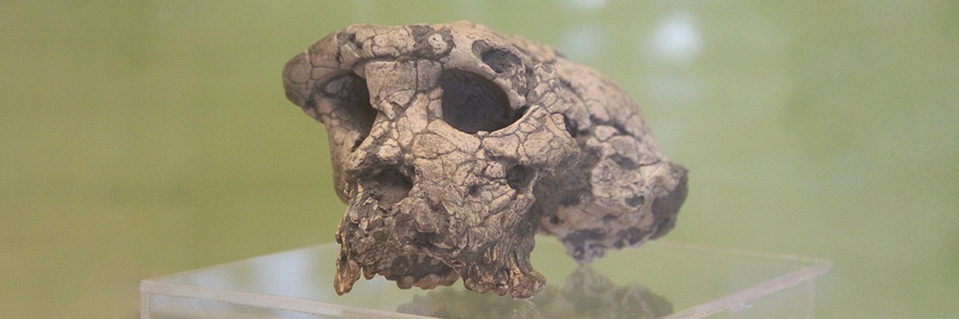 Old Bones&#44; New Stories&#58; How Toumai&#44; Ardi&#44; Lucy &#38; UR 501 Changed Our View of Human Evolution