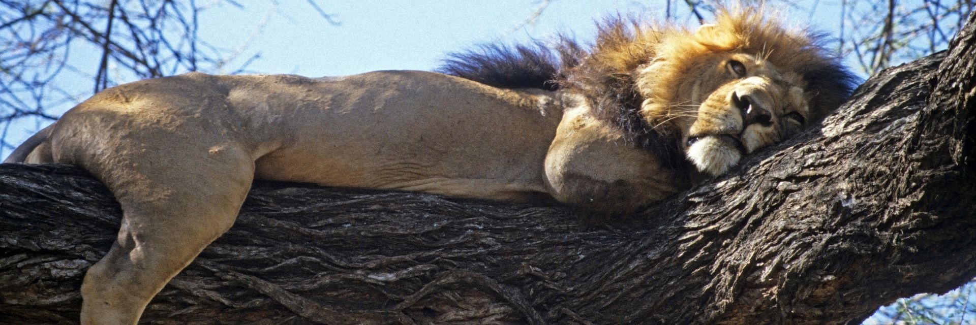 &#39;King of the Jungle&#39;&#58; Facts You Never Knew about Lions