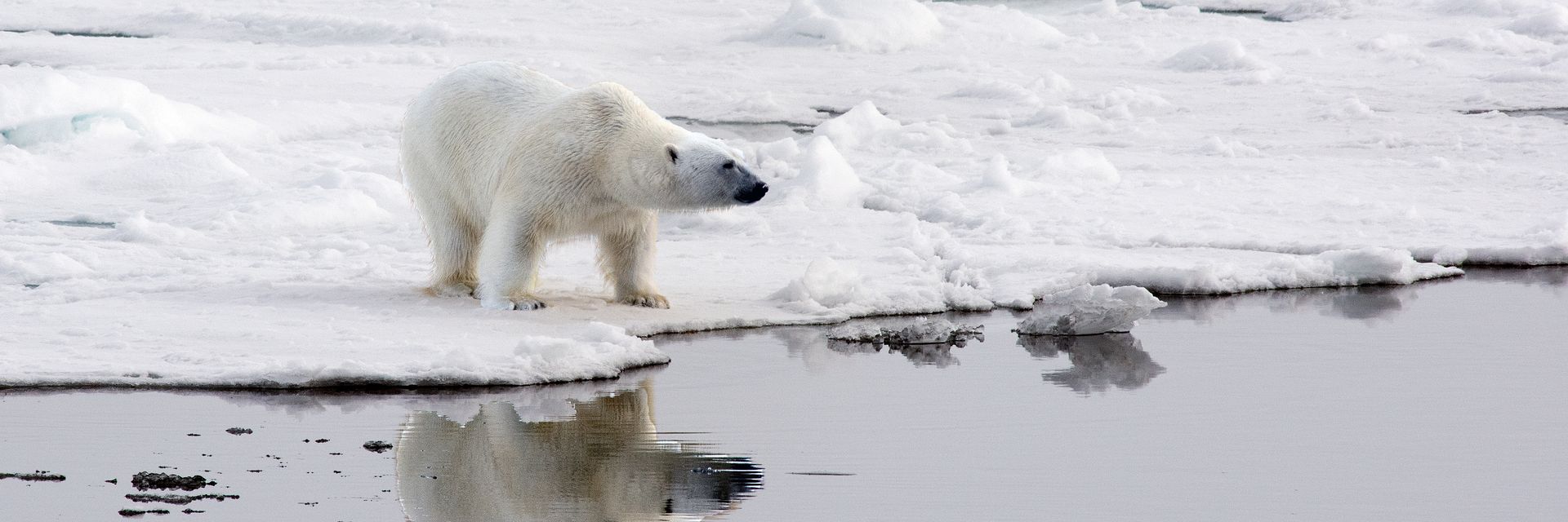 The Arctic&#58; Home of the Polar Bears