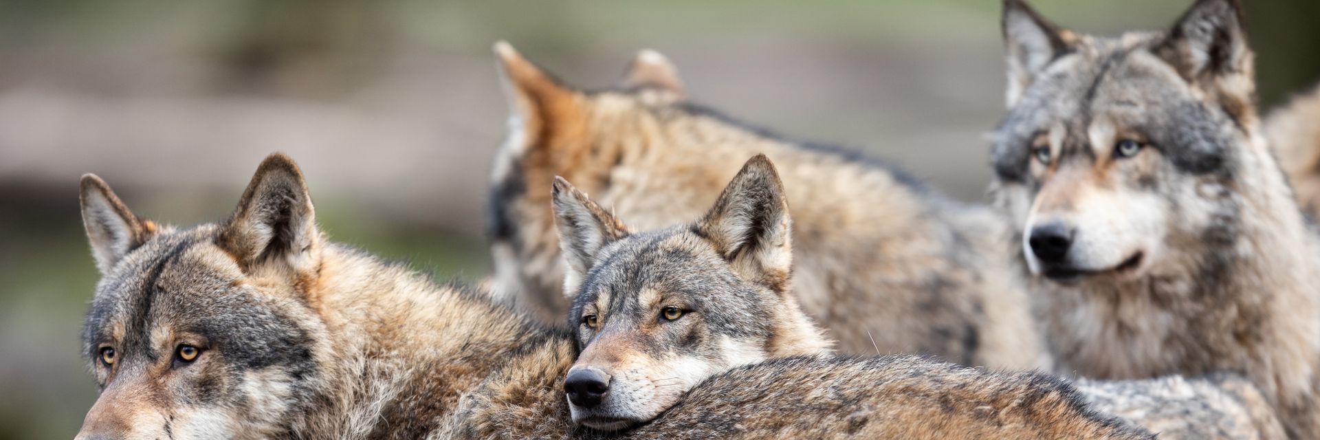 Do Wolf Packs Have &#8216;Alphas&#8217;&#63; Surprisingly&#44; the Answer is No &#40;They Have Dads&#41;