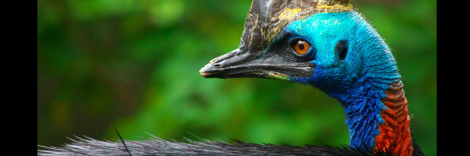 Dinosaurs to Cassowaries&#58; Adapting Avians Survive Mass Extinctions