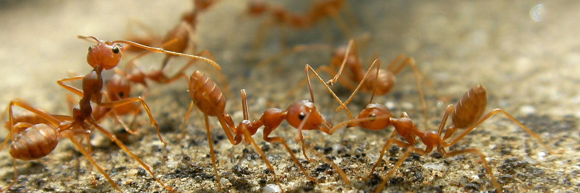 5 Frightening Facts about Fire Ants