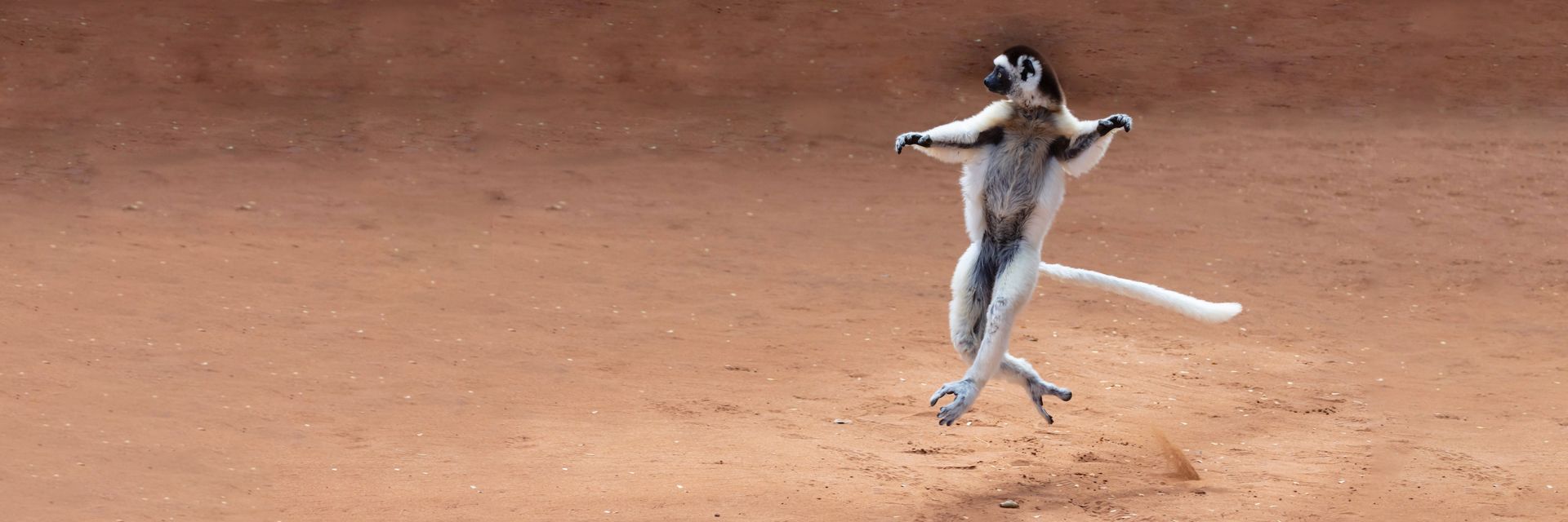 Leaping Lemurs and More&#58; 3 Astonishing Creatures of Madagascar